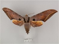 圓斑鷹翅天蛾藏品圖，第1張