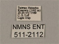 圓斑鷹翅天蛾藏品圖，第3張