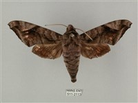 全緣缺角天蛾藏品圖，第1張