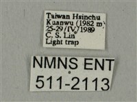 全緣缺角天蛾藏品圖，第3張