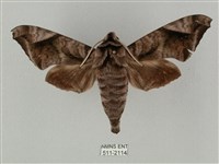 全緣缺角天蛾藏品圖，第1張