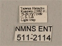 全緣缺角天蛾藏品圖，第3張