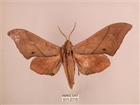 直翅六點天蛾藏品圖，第1張