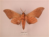 直翅六點天蛾藏品圖，第2張