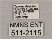 直翅六點天蛾藏品圖，第3張