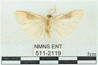 臺雪苔蛾藏品圖，第2張