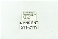 臺雪苔蛾藏品圖，第3張