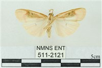 臺雪苔蛾藏品圖，第2張