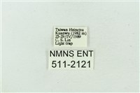 臺雪苔蛾藏品圖，第3張