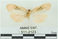 臺雪苔蛾藏品圖，第2張