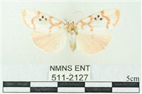 臺雪苔蛾藏品圖，第1張