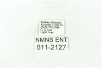 臺雪苔蛾藏品圖，第3張