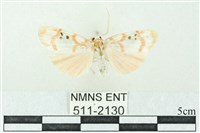 臺雪苔蛾藏品圖，第1張