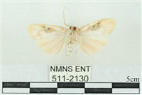 臺雪苔蛾藏品圖，第2張