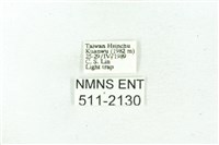 臺雪苔蛾藏品圖，第3張