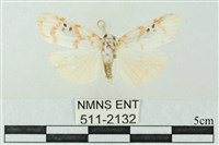 臺雪苔蛾藏品圖，第1張