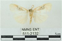 臺雪苔蛾藏品圖，第2張