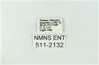 臺雪苔蛾藏品圖，第3張