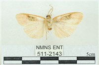 臺雪苔蛾藏品圖，第2張