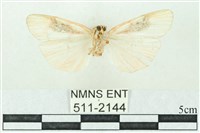 臺雪苔蛾藏品圖，第2張