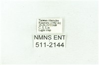 臺雪苔蛾藏品圖，第3張