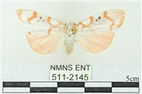 臺雪苔蛾藏品圖，第1張