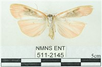 臺雪苔蛾藏品圖，第2張