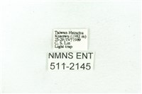 臺雪苔蛾藏品圖，第3張