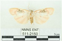 臺雪苔蛾藏品圖，第2張