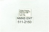 臺雪苔蛾藏品圖，第3張