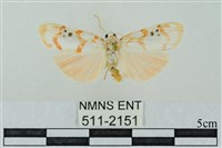 臺雪苔蛾藏品圖，第1張