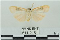 臺雪苔蛾藏品圖，第2張