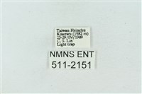 臺雪苔蛾藏品圖，第3張