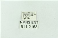 臺雪苔蛾藏品圖，第3張