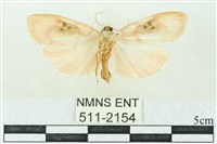 臺雪苔蛾藏品圖，第2張