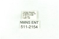 臺雪苔蛾藏品圖，第3張