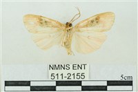 臺雪苔蛾藏品圖，第2張