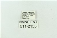 臺雪苔蛾藏品圖，第3張