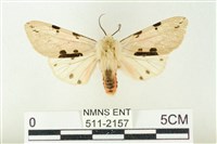 棍棒污燈蛾藏品圖，第1張