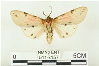 棍棒污燈蛾藏品圖，第2張