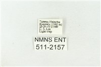 棍棒污燈蛾藏品圖，第3張