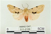 棍棒污燈蛾藏品圖，第1張