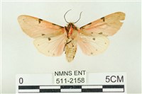 棍棒污燈蛾藏品圖，第2張