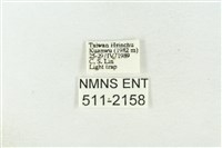 棍棒污燈蛾藏品圖，第3張