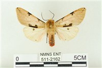 棍棒污燈蛾藏品圖，第1張