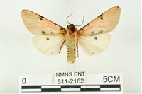 棍棒污燈蛾藏品圖，第2張