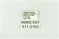 棍棒污燈蛾藏品圖，第3張