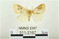 寬紋黃毒蛾藏品圖，第1張