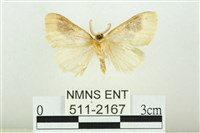 寬紋黃毒蛾藏品圖，第2張