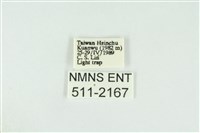 寬紋黃毒蛾藏品圖，第3張